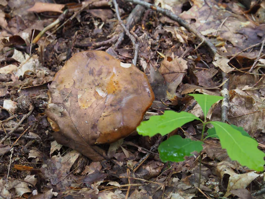 Pijnven, National Parc Forrestland, Overpelt, Hechtel-Eksel and Lommel (Belgium)